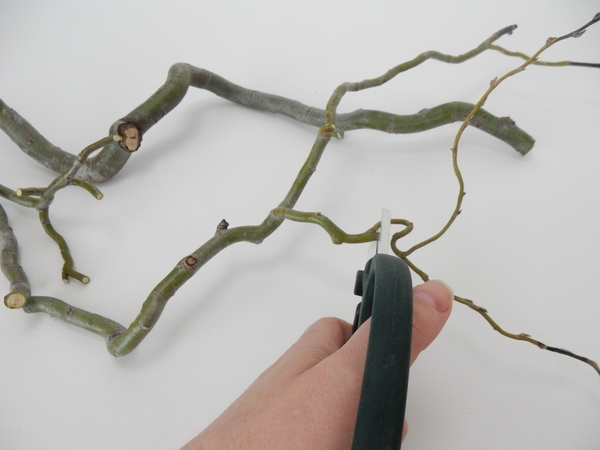 Cut the willow twig below the place where it forks. Cut the willow twig below the place where it forks.