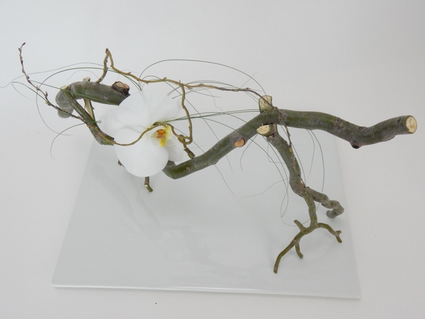 Free standing willow twig armature with a hidden water source for a Phalaenopsis orchid