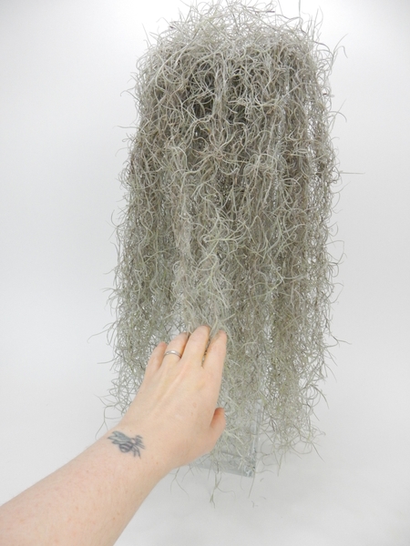 Gently comb down the Spanish Moss to cover the glass evenly Gently comb down the Spanish Moss to cover the glass evenly