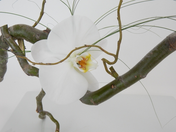 Phalaenopsis orchid Phalaenopsis orchid