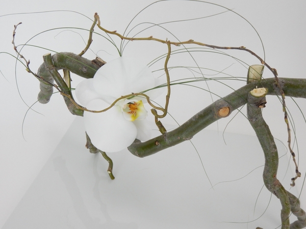 Phalaenopsis orchid resting in a willow armature Phalaenopsis orchid resting in a willow armature