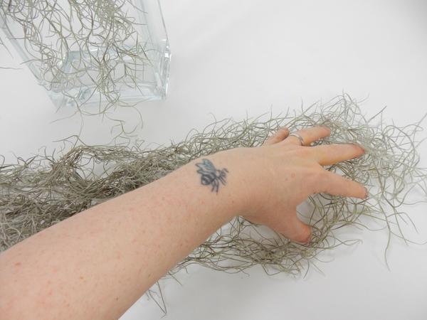 Place a clump of Spanish Moss on a flat surface and fluff out with your fingers Place a clump of Spanish Moss on a flat surface and fluff out with your fingers
