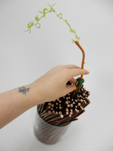 Place a sprouting willow twig in a large water filled tube Place a sprouting willow twig in a large water filled tube