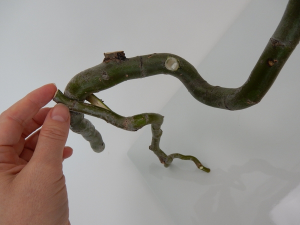 Position the other twig so that the armature stands upright Position the other twig so that the armature stands upright