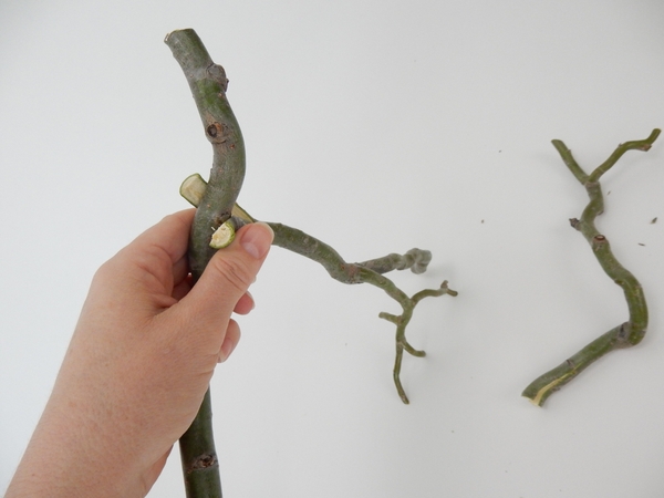 Press a third stick down the split end to be pinched in position Press a third stick down the split end to be pinched in position