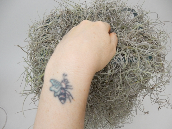 Tuck the Spanish Moss into the opening Tuck the Spanish Moss into the opening