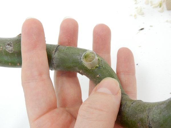Until it disappears in the bark Until it disappears in the bark