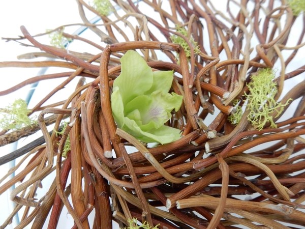 Willow and dendrobium and moss design Willow and dendrobium and moss design