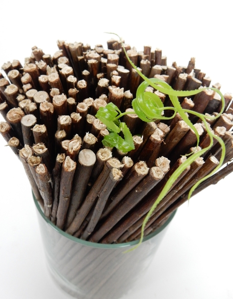 Willow sprout Willow sprout