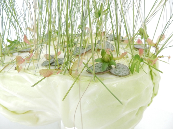 Blades of grass in the cabbage Blades of grass in the cabbage