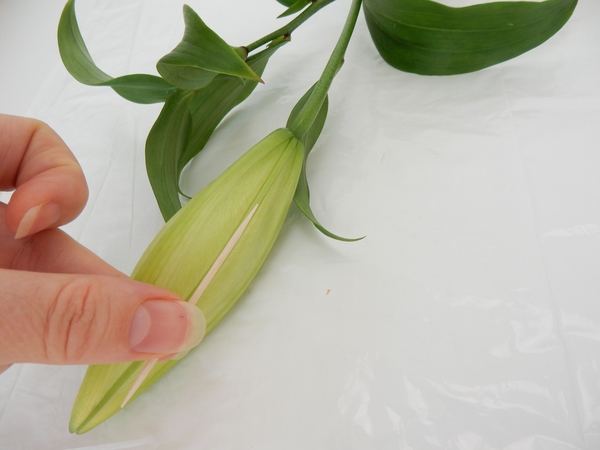 measure a stick to be just smaller than the flower bud measure a stick to be just smaller than the flower bud