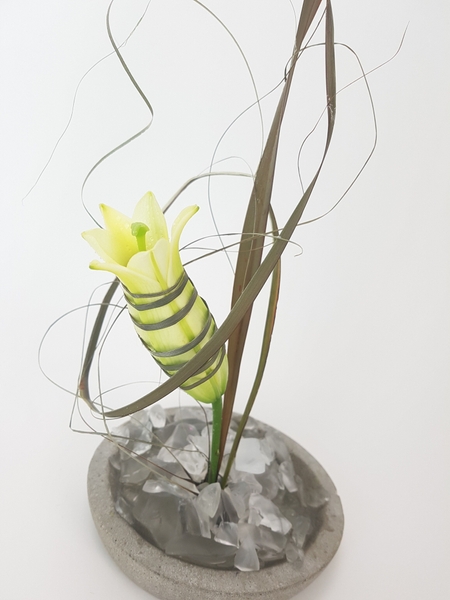 Yellow lily bud Yellow lily bud