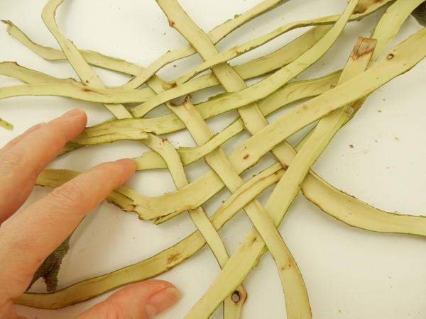 and a third strip of willow bark and a third strip of willow bark