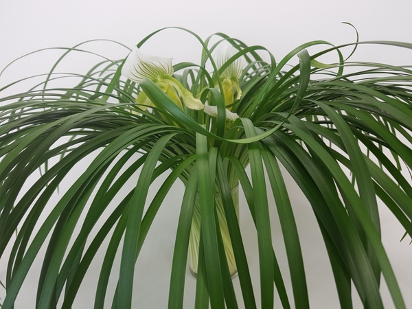 Curl lily grass to drape over the design Curl lily grass to drape over the design