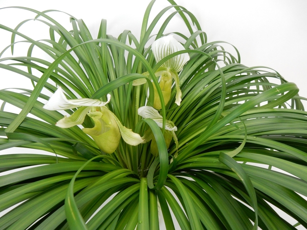 Lady slipper orchids and lily grass Lady slipper orchids and lily grass