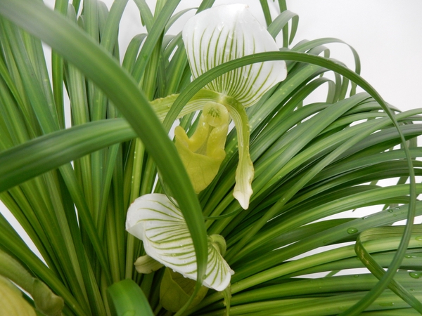 Lady Slipper orchids. Lady Slipper orchids.