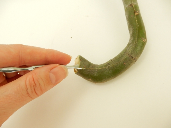 Lift the bark with a cuticle pusher Lift the bark with a cuticle pusher