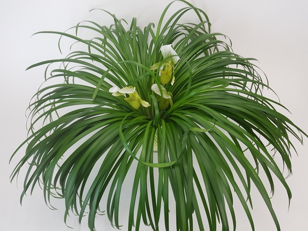 Lily grass spiral Lily grass spiral