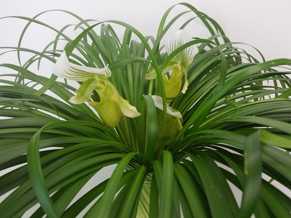 Paphiopedilum and lily grass spira floral art design Paphiopedilum and lily grass spira floral art design