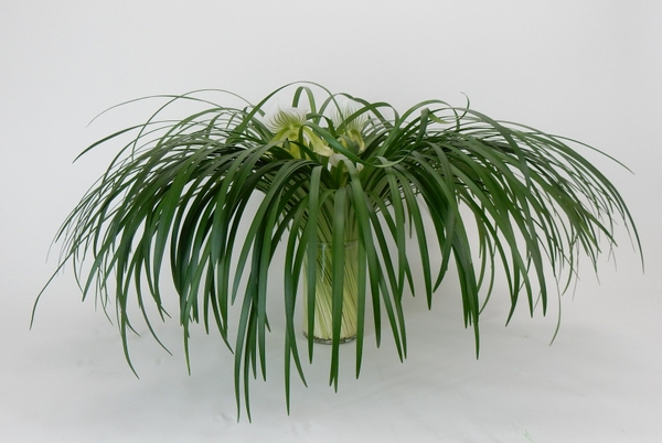 Paphiopedilum and lily grass spiral floral art design.jpg Paphiopedilum and lily grass spiral floral art design.jpg