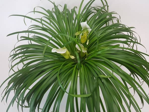 Paphiopedilum and lily grass spiral Paphiopedilum and lily grass spiral