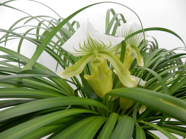 Paphiopedilum Paphiopedilum