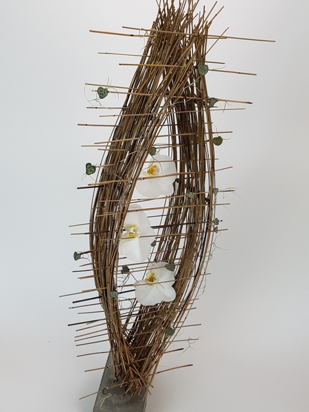 Phalaenopsis orchid and rosary vine in the reed cradle armature Phalaenopsis orchid and rosary vine in the reed cradle armature
