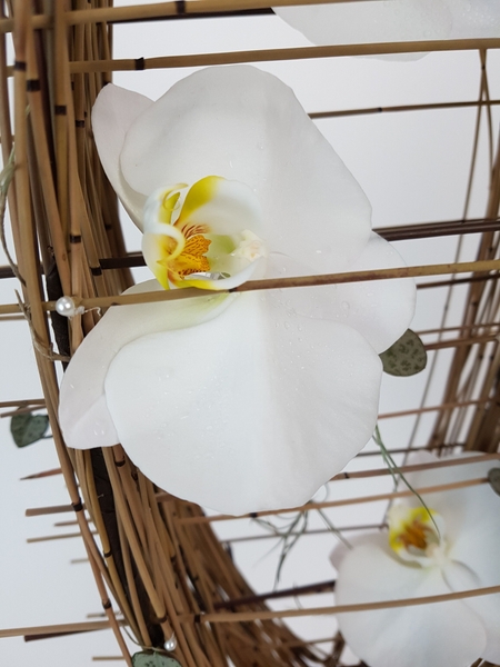 Phalaenopsis orchid in the reed cradle armature Phalaenopsis orchid in the reed cradle armature
