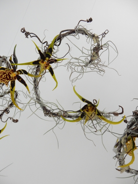 Grape vine tendrils Grape vine tendrils