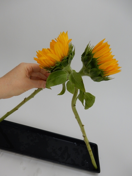 Lean the two flower stems so that they kick against the edge of the shallow container Lean the two flower stems so that they kick against the edge of the shallow container