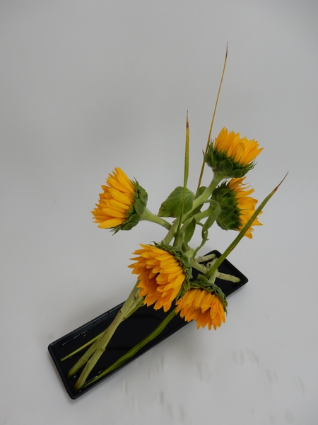 Leaning flower stems in a shallow container Leaning flower stems in a shallow container