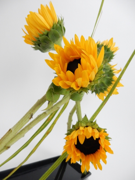 Leaning sunflowers Leaning sunflowers