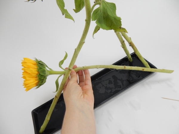 Measure your next flower stem Measure your next flower stem