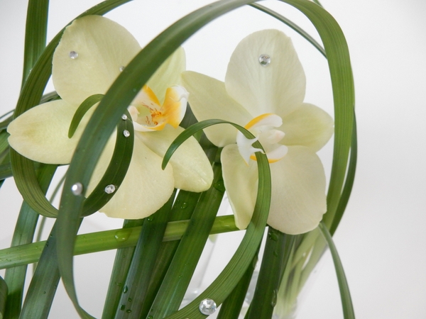 Phalaenopsis orchids Phalaenopsis orchids