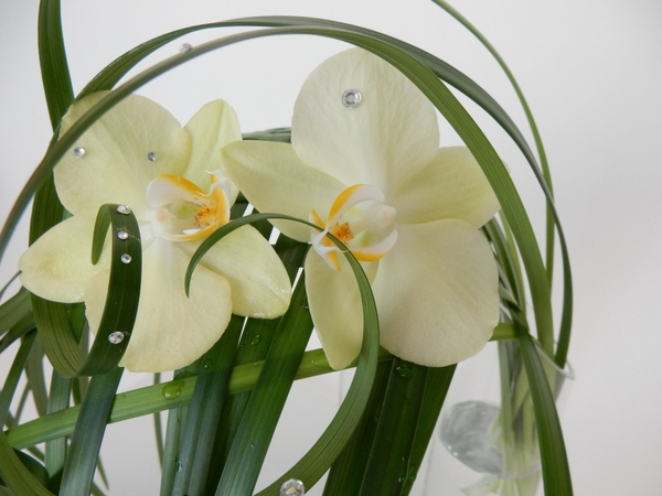 Phalaenopsis orchids on a woven lily grass structure. Phalaenopsis orchids on a woven lily grass structure.
