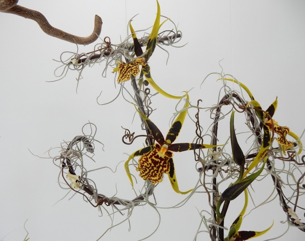 Spider Orchids Spider Orchids