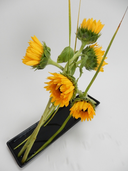 Sunflowers Sunflowers