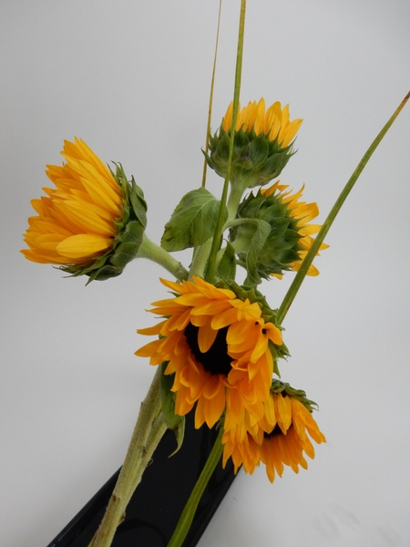 Sunshine yellow sunflowers Sunshine yellow sunflowers