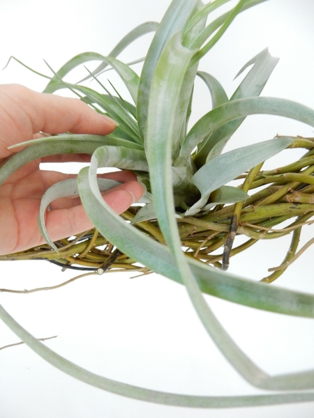 Because these plants are bulky it is best to place glue on both the plant and the surface you want to glue it to Because these plants are bulky it is best to place glue on both the plant and the surface you want to glue it to