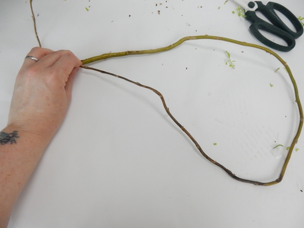 Bend a long willow stem to loop Bend a long willow stem to loop