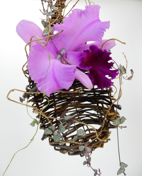 Cattleya orchid and rosary vine in a willow nest Cattleya orchid and rosary vine in a willow nest