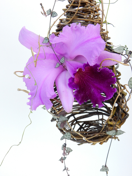 Cattleya orchid and rosary vine