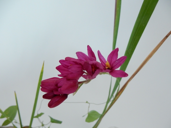 Cornlily Cornlily