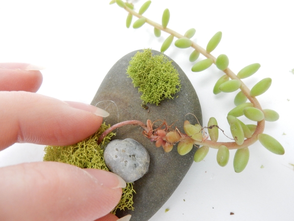 Glue in the succulents. Glue in the succulents.