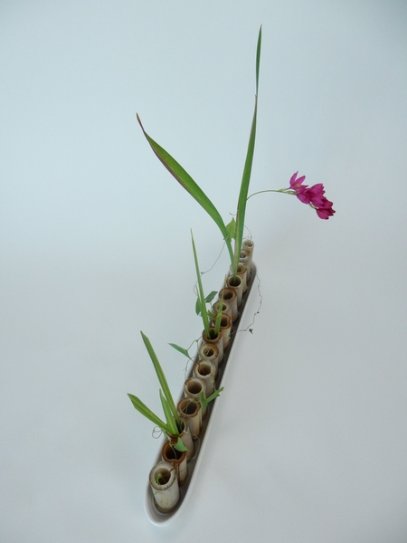 Ixia and bamboo design Ixia and bamboo design