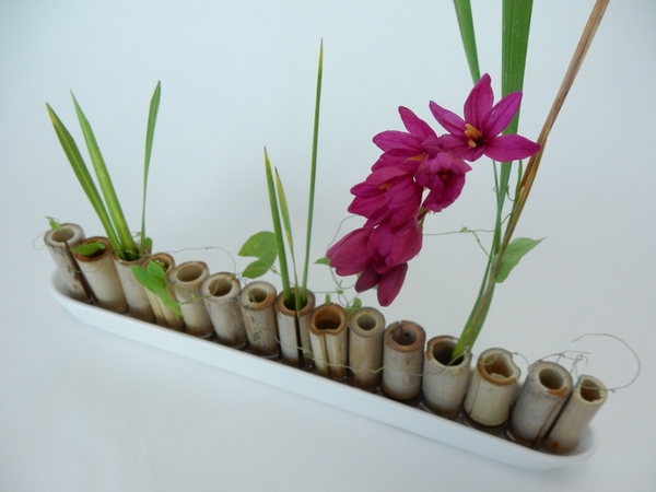 Ixia and bamboo Ixia and bamboo