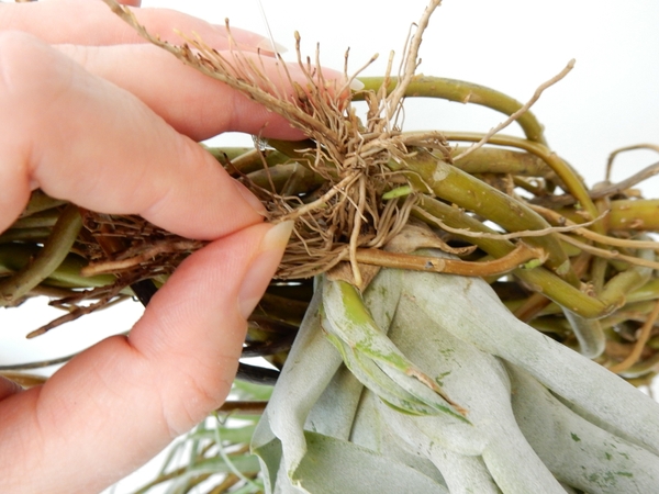Knot to secure Knot to secure