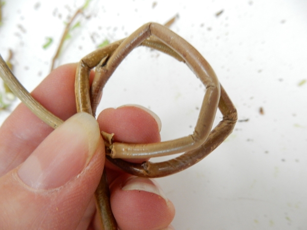 Loop a willow stem twice Loop a willow stem twice