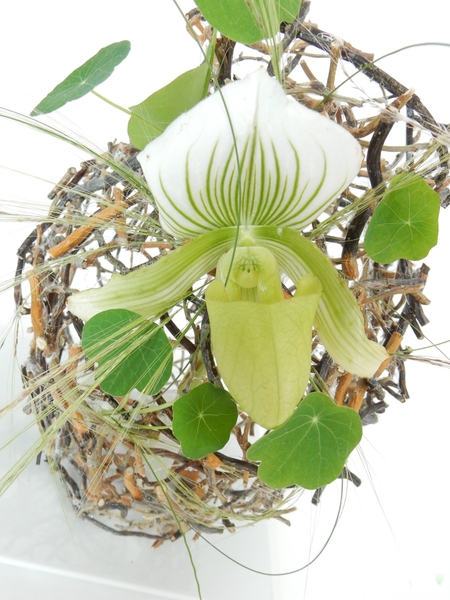 Paphiopedilum Paphiopedilum