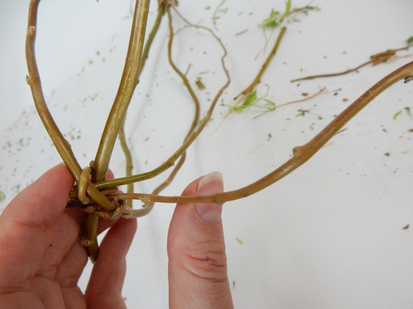Press a thin stem in the bottom looped side of the stems Press a thin stem in the bottom looped side of the stems